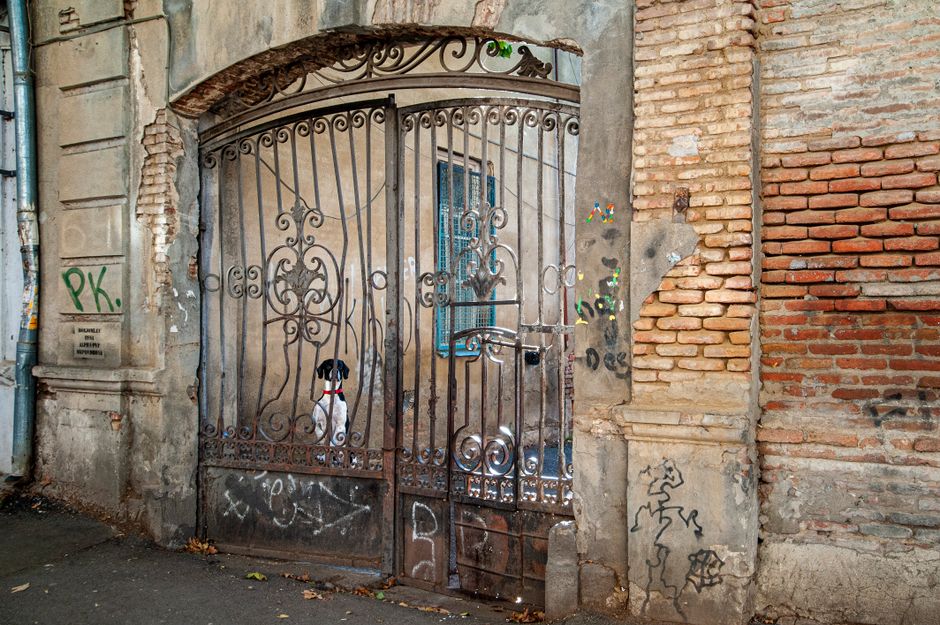 A small dog sits behind a decorative wrought iron gate on a graffiti-covered urban street.